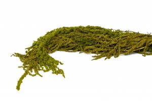 preserved-amaranthus-26.