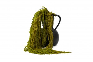 preserved-amaranthus-26.