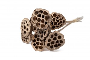 dried-lotus-29.
