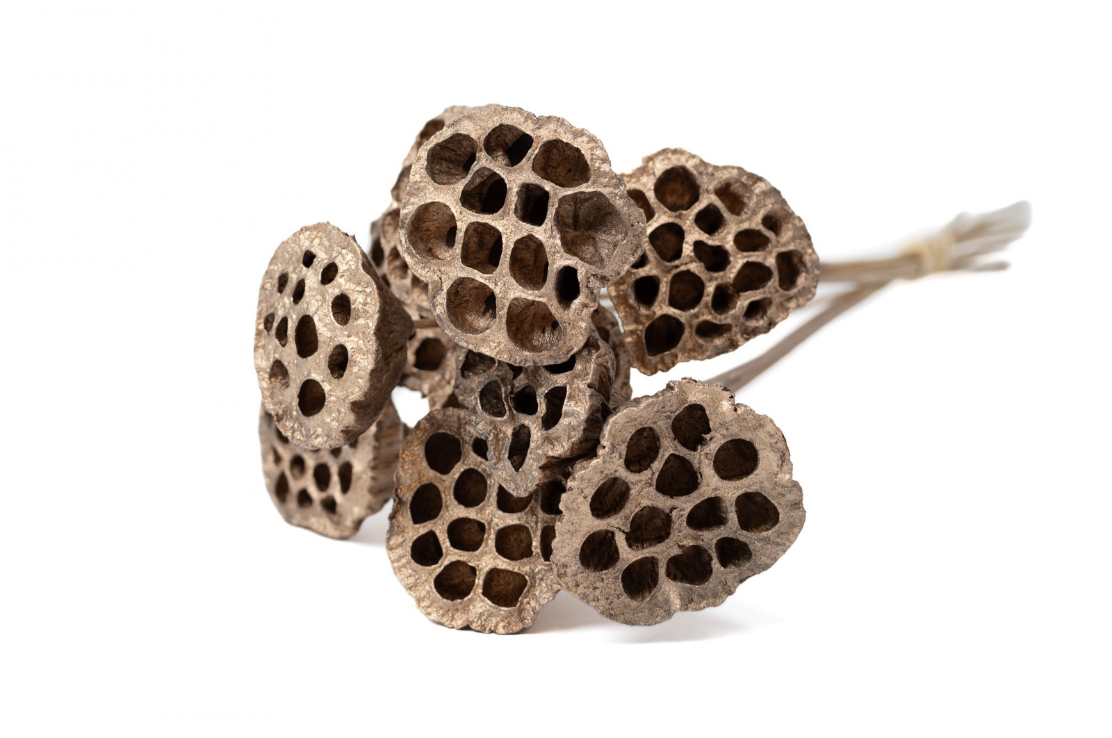 dried-lotus-29