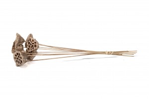 dried-lotus-29.