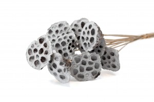 dried-lotus-29.