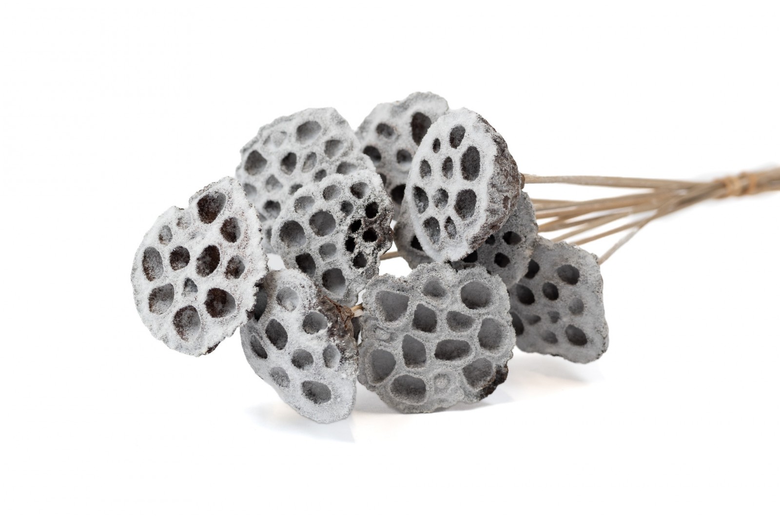 Dried Lotus (29) dried-lotus-29