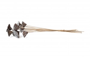 lotus-sec-29.