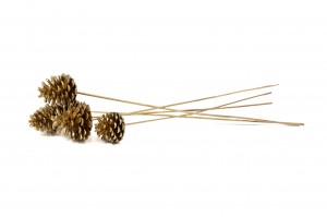 pine-cone-on-stem-29.