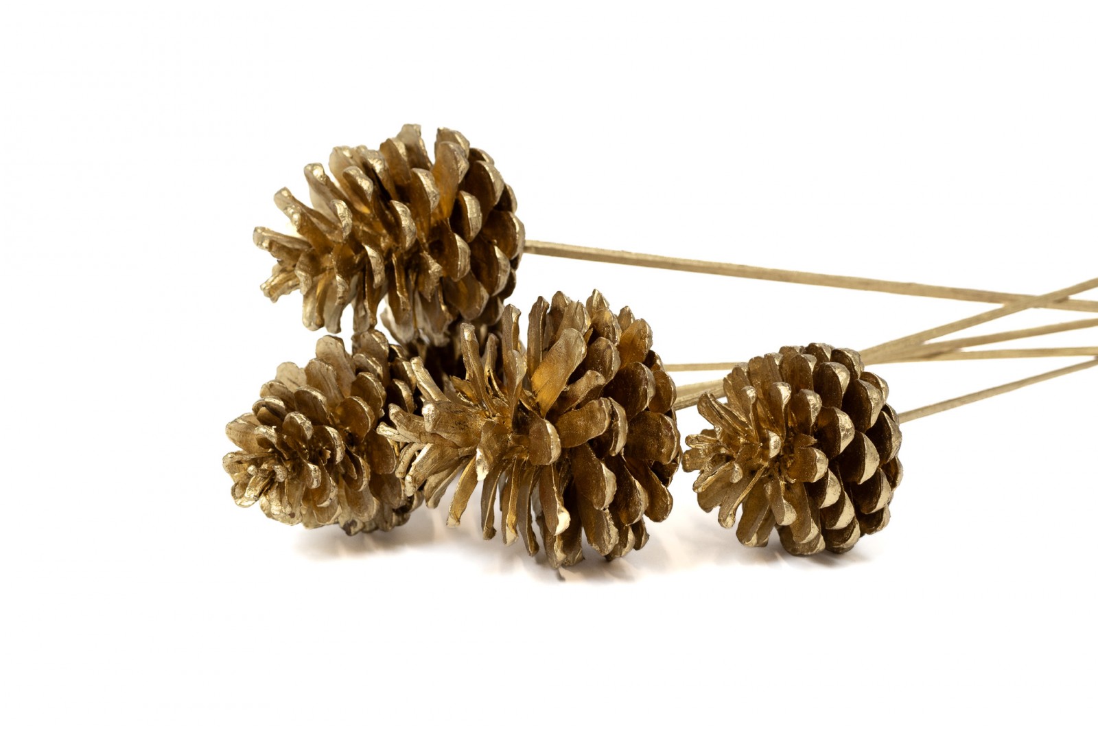 Pine cone on stem (29) pine-cone-on-stem-29