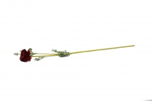 renoncule-artificielle-41.