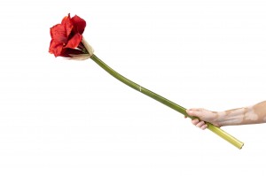 amaryllis-artificielle-41.
