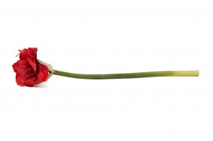 amaryllis-artificielle-41.