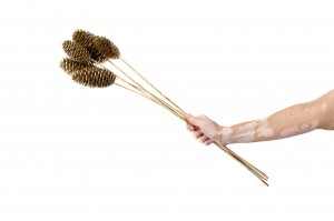 douglas-pine-cone-on-stem-29.