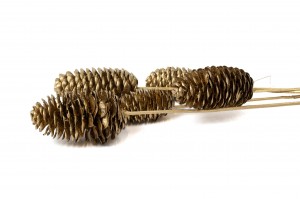 douglas-pine-cone-on-stem-29