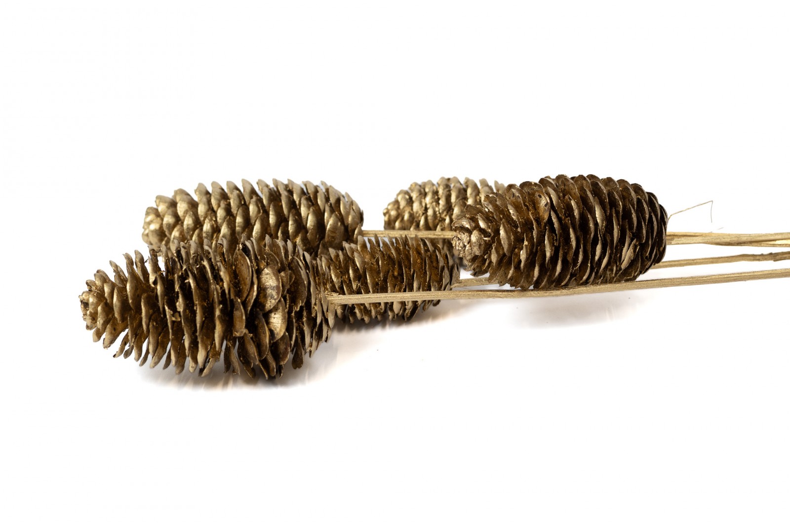 Dried Douglas pine cone on stem (29) douglas-pine-cone-on-stem-29