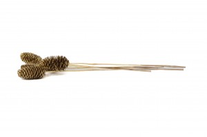 douglas-pine-cone-on-stem-29.