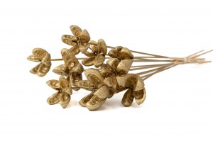dried-castanopsis-on-stem-29