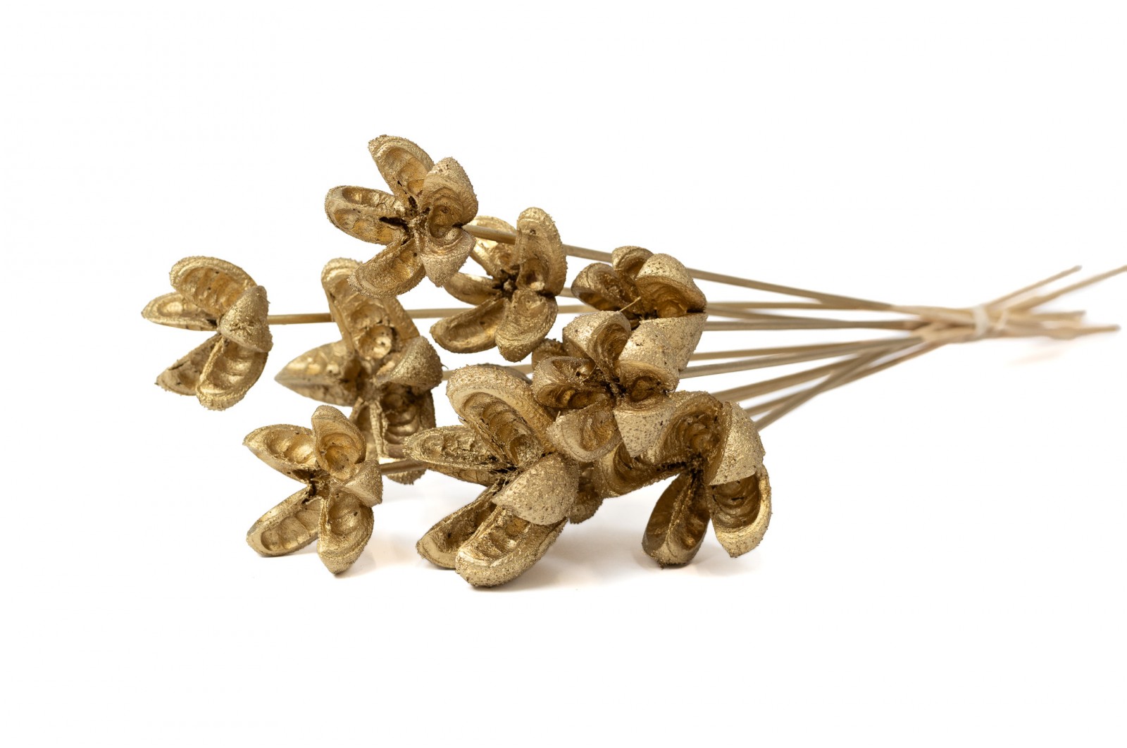 Dried Castanopsis on stem (29) dried-castanopsis-on-stem-29