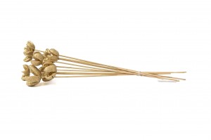 dried-castanopsis-on-stem-29.