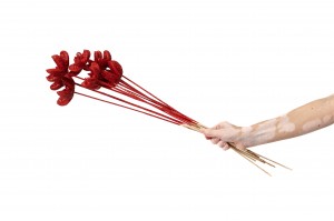 dried-castanopsis-on-stem-29.