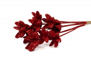dried-castanopsis-on-stem-29.