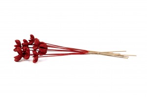 dried-castanopsis-on-stem-29.