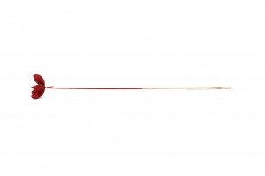 dried-castanopsis-on-stem-29.