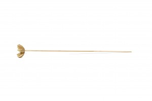 dried-castanopsis-on-stem-29.