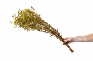 preserved-gypsophila-paniculata-6.