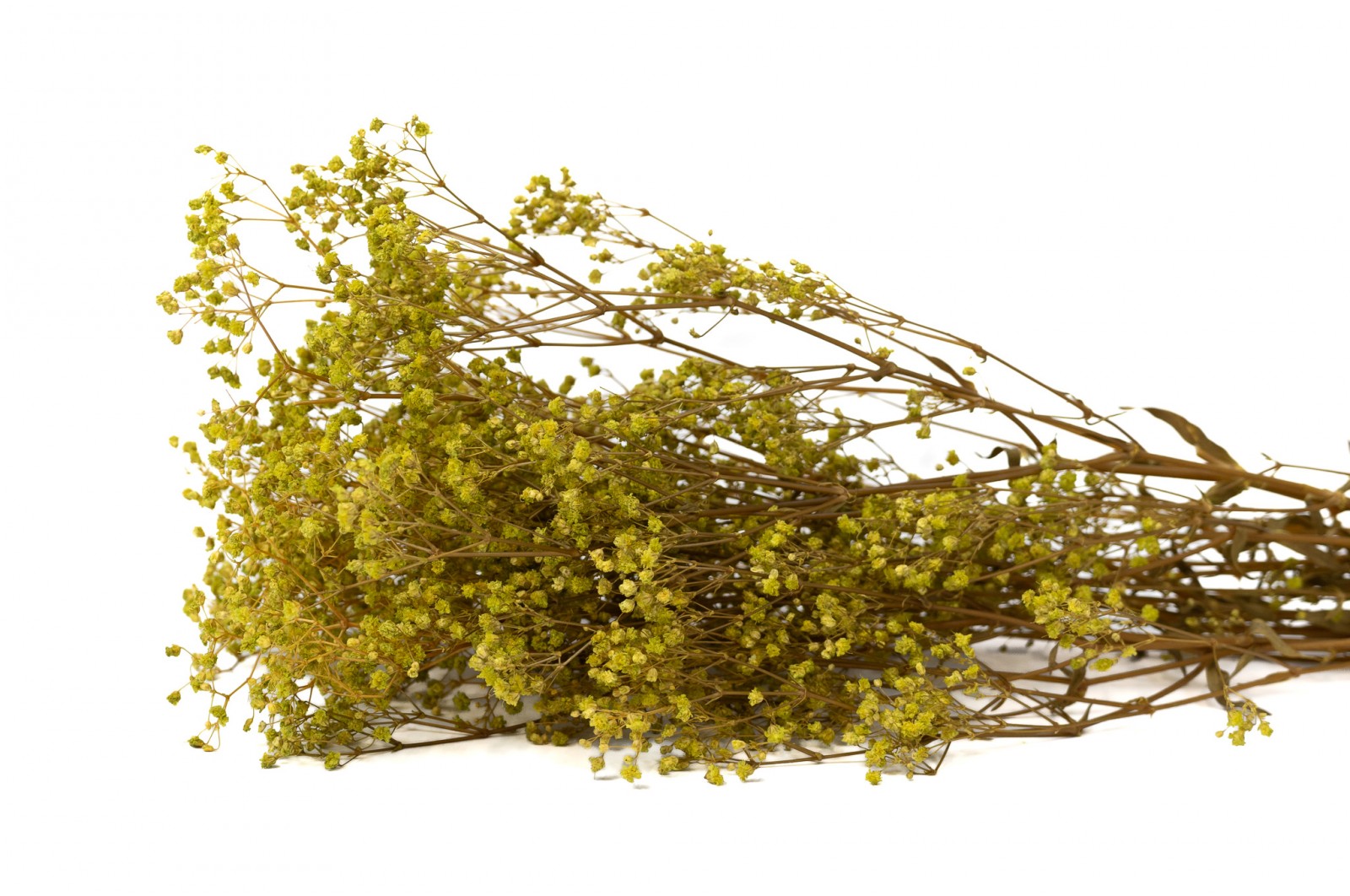 Preserved Gypsophila (6) preserved-gypsophila-paniculata-6