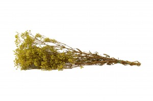 preserved-gypsophila-paniculata-6.
