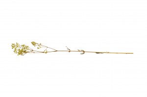 preserved-gypsophila-paniculata-6.