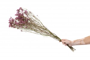 limonium-sec-18.