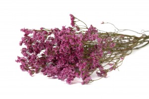 dried-limonium-18