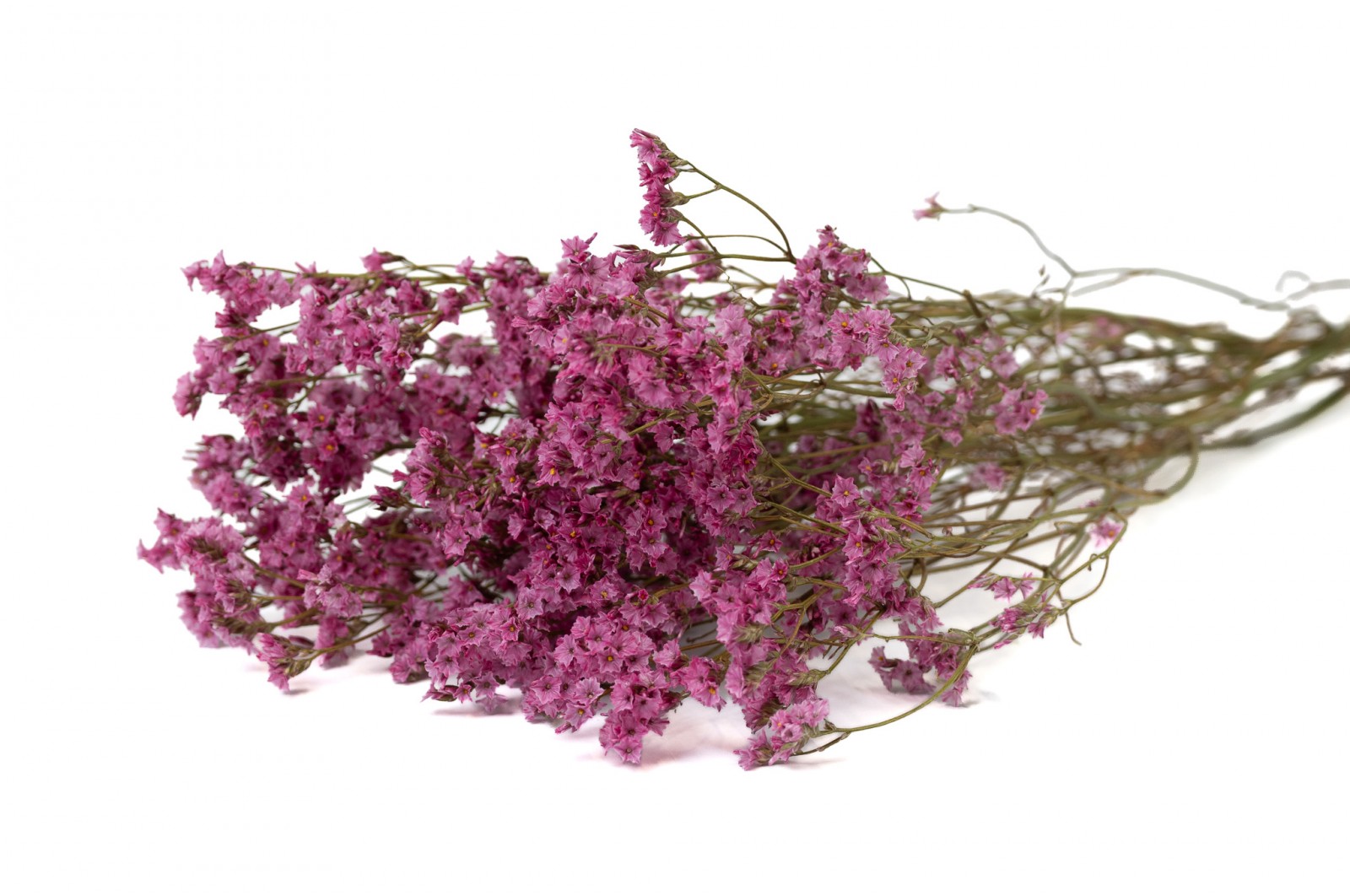 Limonium sec (18) limonium-sec-18