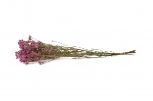 limonium-sec-18.