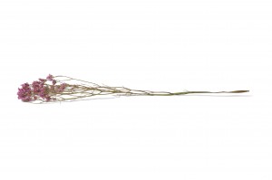 getrocknete-limonium-18.