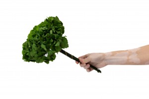 hortensia-stabilise-14.