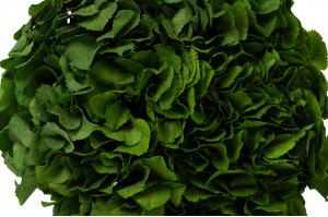 hortensia-stabilise-14.