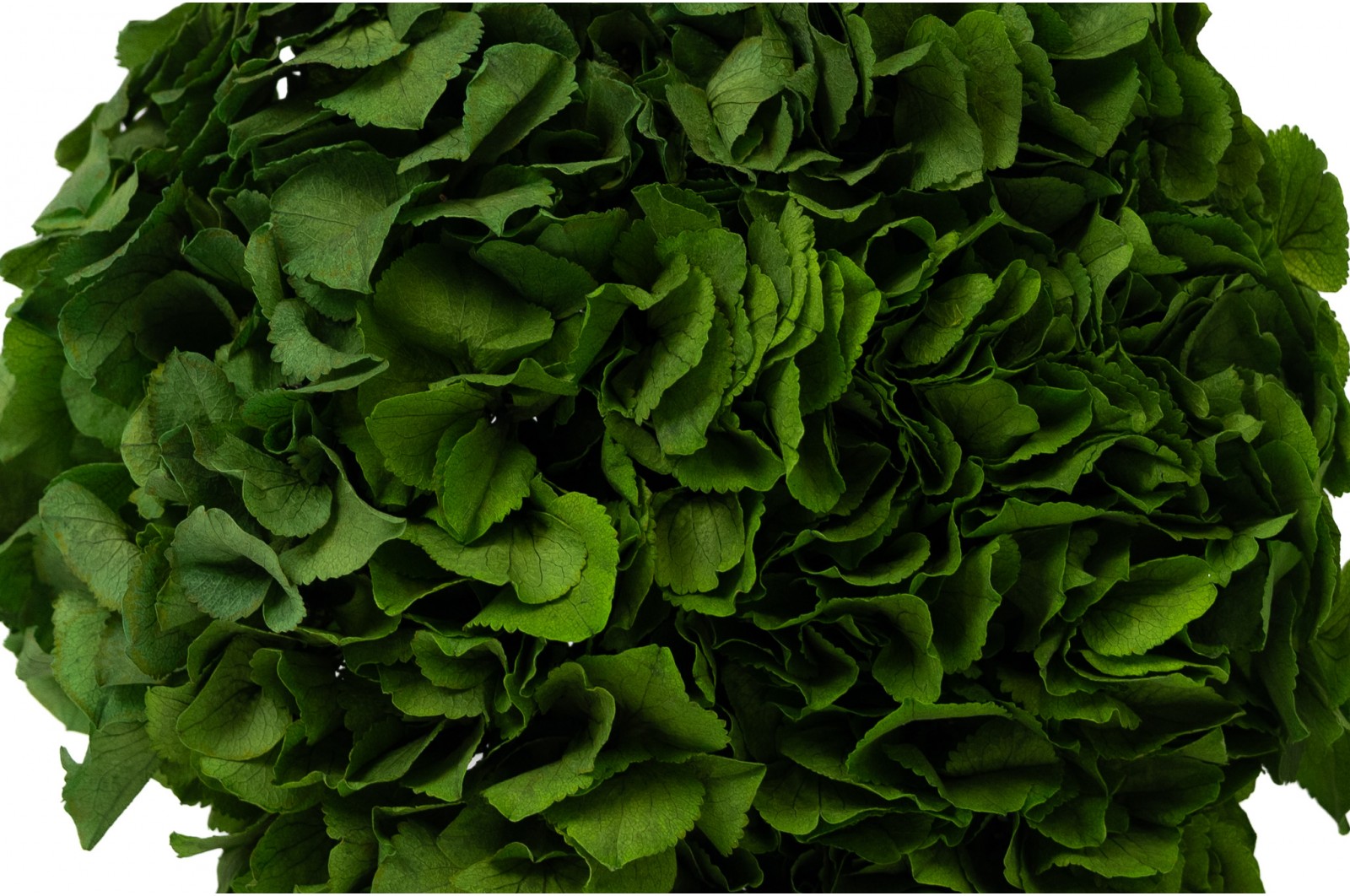 Preserved hydrangea (14) preserved-hydrangea-14
