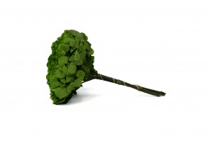 hortensia-stabilise-14.