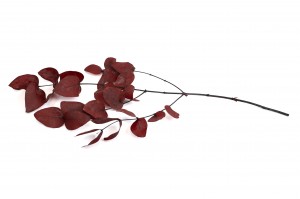 preserved-eucalyptus-11.