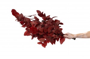 preserved-eucalyptus-11.
