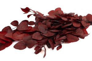 preserved-eucalyptus-11