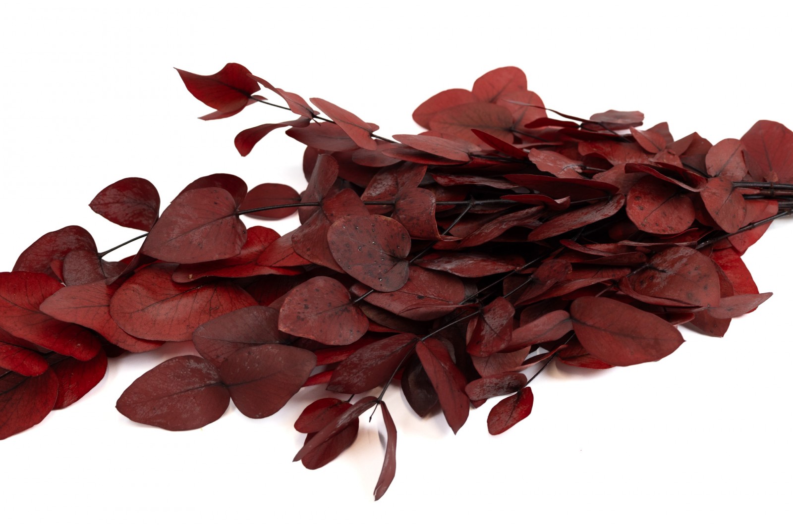 Preserved Eucalyptus (11) preserved-eucalyptus-11