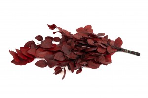 preserved-eucalyptus-11.