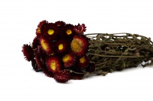 dried-helichrysum-18.