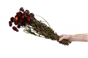 dried-helichrysum-18.
