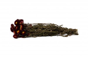 dried-helichrysum-18.