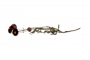 dried-helichrysum-18.