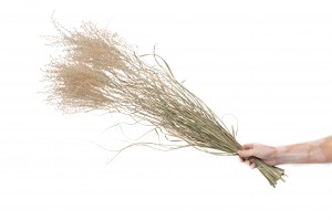 dried-miscanthus-18.