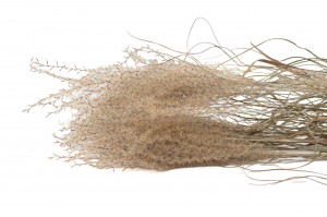 dried-miscanthus-18