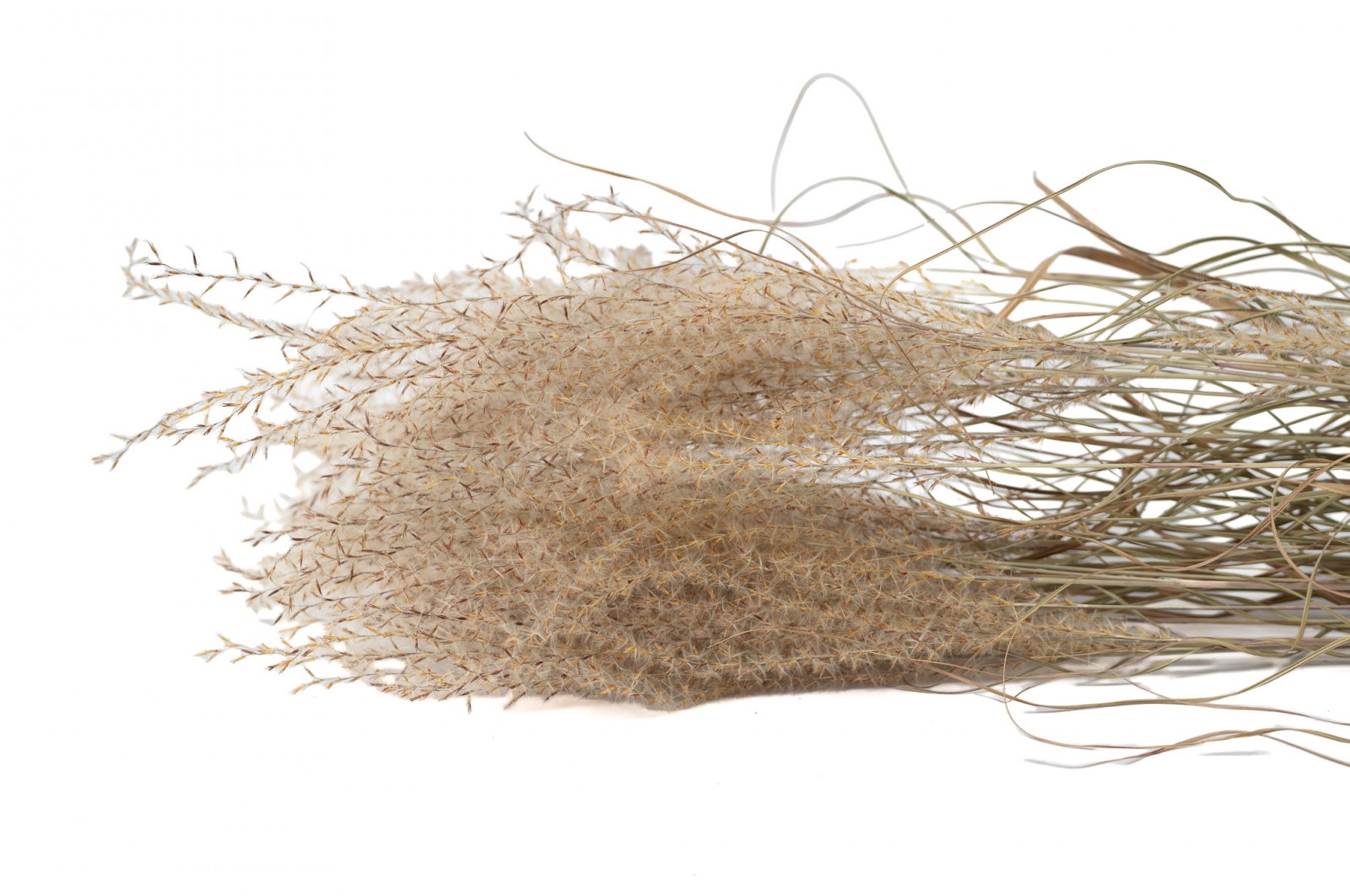 Dried miscanthus (18) dried-miscanthus-18